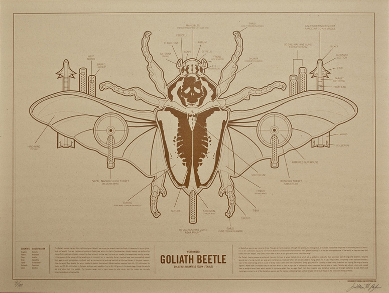 Goliath Beetle by Jonathan Bybee